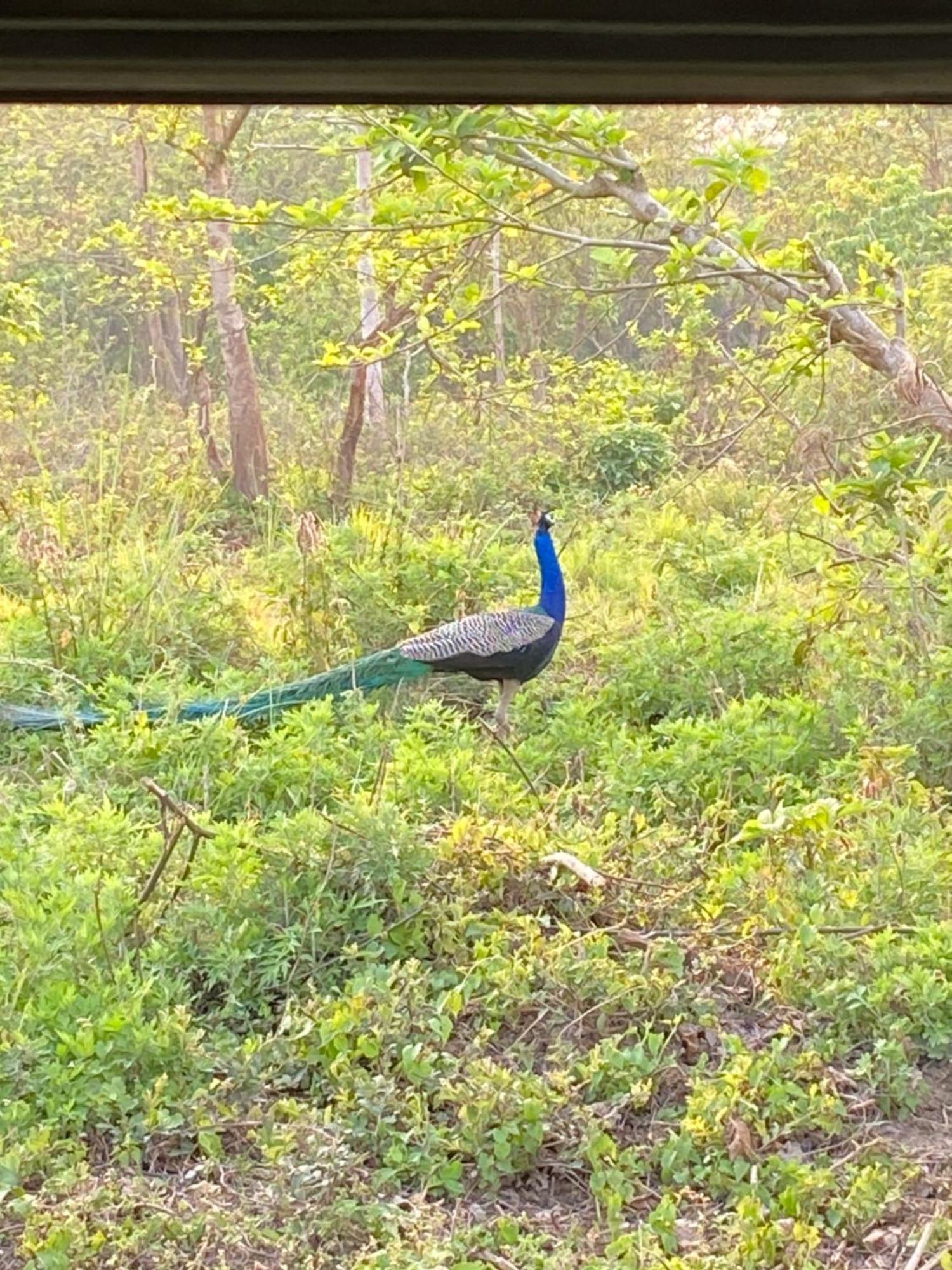 Hotel Shiva'S Dream Sauraha Εξωτερικό φωτογραφία